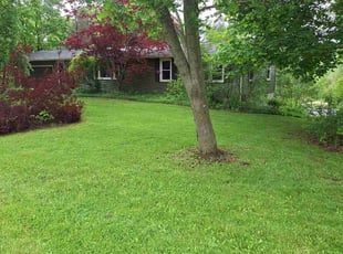 Taylor C.'s lawn service service result