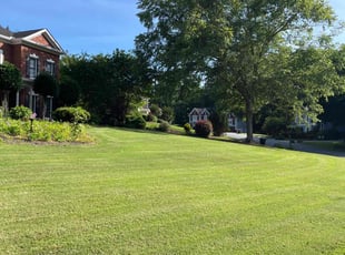 Bella S.'s lawn care service result