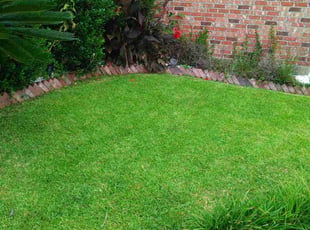 Sandy Z.'s turf care service result