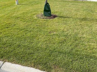 Marshelle W.'s grass cutting service result