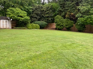 Junior A.'s lawn care service result