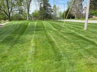 Shaniqua M.'s lawn maintenance service result