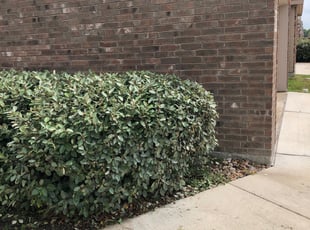 Susan C.'s Bush Trimming service result