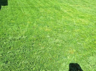 Robert H.'s turf care service result