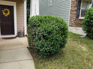 Kevin A.'s Bush Trimming service result