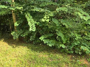 Greg C.'s Long Grass Cleanup service result