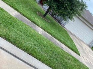 Monica F.'s turf care service result