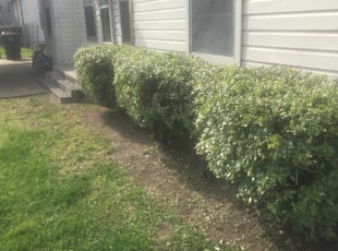 John R.'s Bush Trimming service result