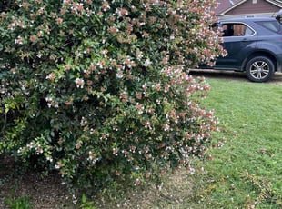 Sheryl P.'s Bush Trimming service result