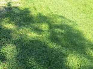 Heather P.'s turf care service result