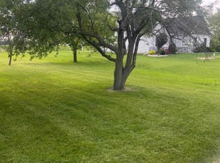 Jenna F.'s Tree Trimming service result