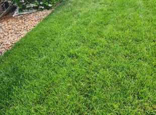 Danny A.'s lawn care service result