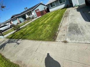 Sunita S.'s Long Grass Cleanup service result