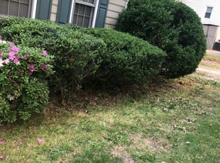 Abe T.'s Bush Trimming service result