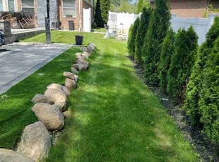 Sasha B.'s turf care service result