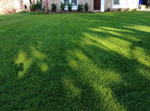 Tom S.'s grass maintenance service result