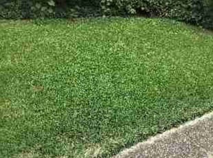Emily C.'s turf care service result