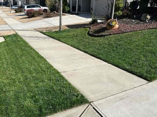 Ron S.'s turf care service result