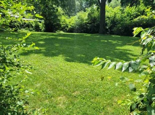 Leanne P.'s turf maintenance service result