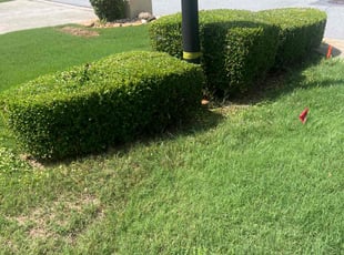 Kye D.'s Bush Trimming service result