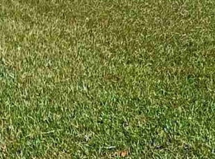 Sarah G.'s lawn care service result