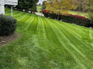 Lydia G.'s turf care service result