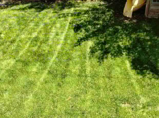 Sheryl T.'s lawn care services service result