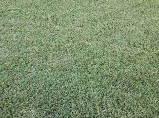 Ramona K.'s grass cutting service result