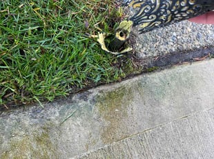 Dilip R.'s lawn service service result