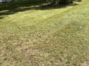 Kristen W.'s grass maintenance service result