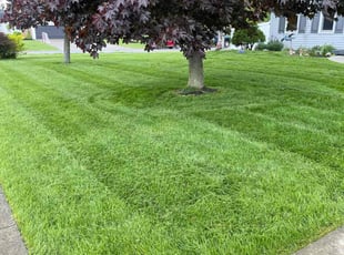 Nicole M.'s turf maintenance service result