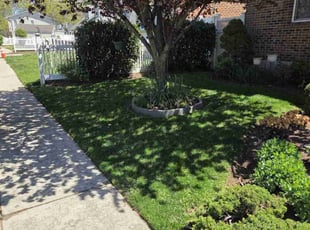 Annamma N.'s turf maintenance service result