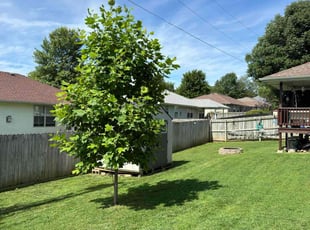 Darlene P.'s grass cutting service result