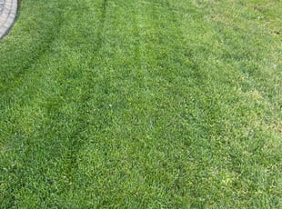 Larry H.'s lawn maintenance service result