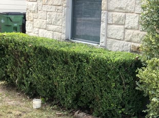 Steve W.'s Bush Trimming service result