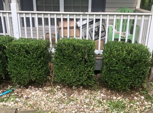 Cheryl D.'s Bush Trimming service result