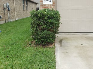 Tammy L.'s Bush Trimming service result