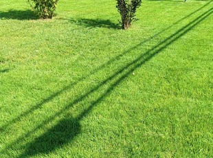Randall B.'s turf care service result