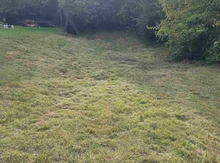 Sean N.'s lawn care services service result