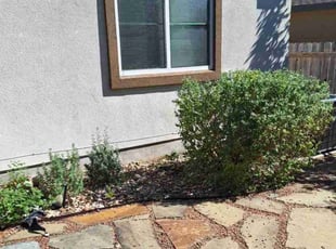 Saveda R.'s Bush Trimming service result
