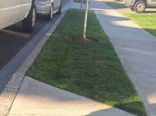 Tian L.'s grass cutting service result