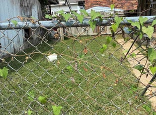 Richard P.'s grass maintenance service result