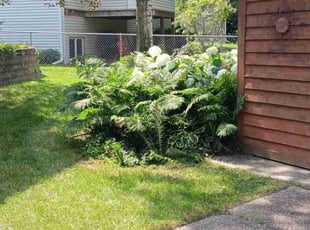 June W.'s Tree Care service result