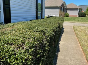 Kevin S.'s Bush Trimming service result