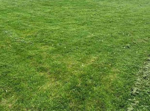 Carl M.'s lawn service service result