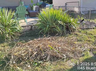 Debbie R.'s Bush Trimming service result