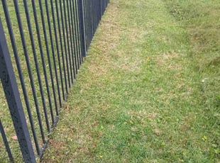 Sue C.'s turf maintenance service result
