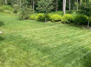 Annette B.'s grass maintenance service result