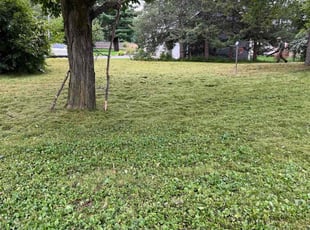 Matthew H.'s lawn maintenance service result