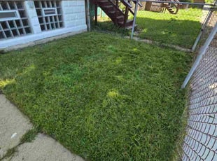 Ron M.'s grass cutting service result